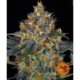 AUTO MOBY DICK