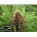 Purple#1 ® nasiona konopi w Polsce
