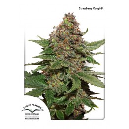 Strawberry Cough ®
